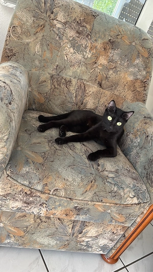 EKH BKH mix katze 01.04.25 geboren 