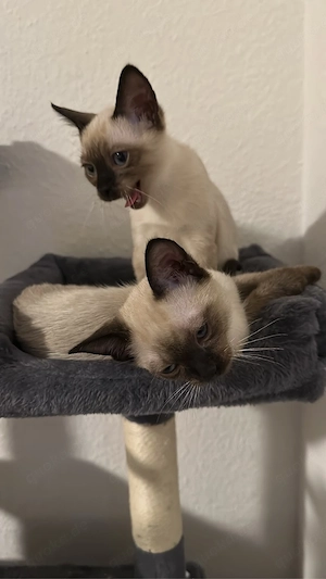 Die Überschrift: 2 süße und verspielte reinrassige Siam-Thai Kitten suchen liebevolles Zuhause