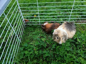 Zwei Meerschweinchen abzugeben 