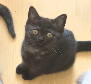 Britisch Kurzhaar Kitten mit Stammbaum WCF 