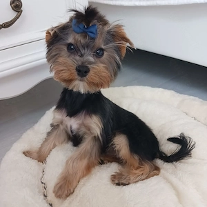 Welpe Yorkshire Terrier Hund