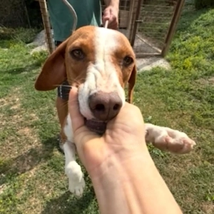 Liliana, sanfte und zarte Hündin, Save Bracke, sucht dringend ein Zuhause Bild 6