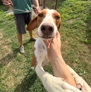 Liliana, sanfte und zarte Hündin, Save Bracke, sucht dringend ein Zuhause Bild 5