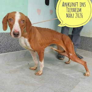 Liliana, sanfte und zarte Hündin, Save Bracke, sucht dringend ein Zuhause Bild 7