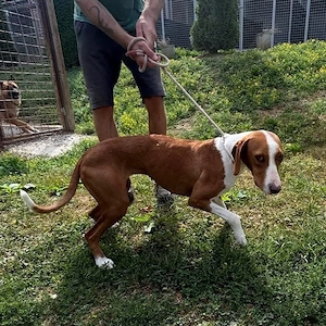 Liliana, sanfte und zarte Hündin, Save Bracke, sucht dringend ein Zuhause Bild 3