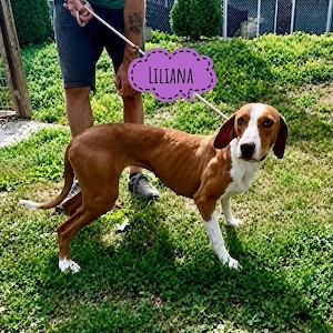 Liliana, sanfte und zarte Hündin, Save Bracke, sucht dringend ein Zuhause