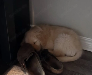    Golden Retriever Welpe  Cooper  sucht sein Für-immer-Zuhause   