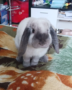 Zwergkaninchen Zwergwidder Minilop Kaninchen 