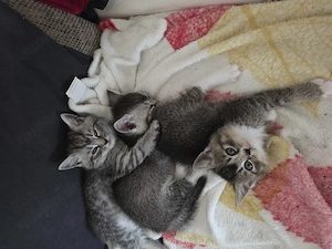 Bkh mix katzenbabys