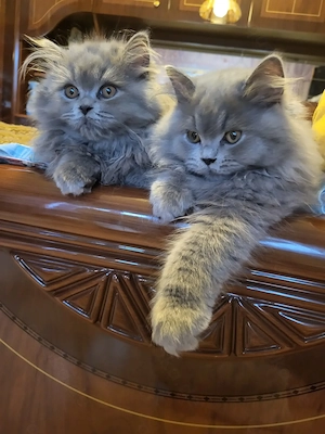 BLH Kitten 