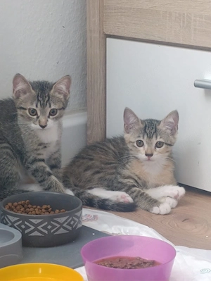 suße liebe katzen baby 