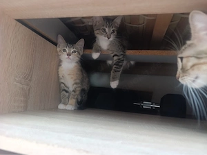    3 süße Kätzchen suchen ein liebevolles Zuhause   