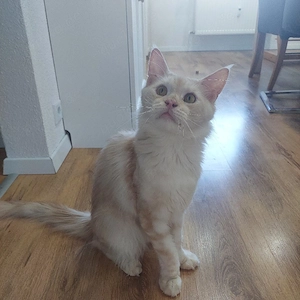 Deckkater Maine Coon