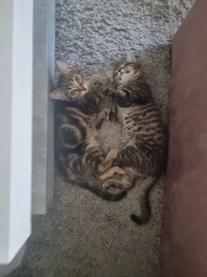 Europäische Hauskatzen 