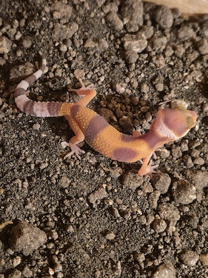 leopardgeckos auf weiblich 