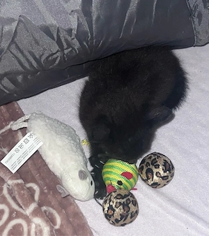 Katzenmama (3 Jahre) mit schwarzem Kitten-Weibchen sucht liebevolles Zuhause  Bild 2