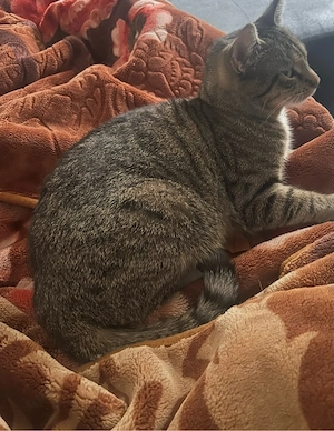 Katzenmama (3 Jahre) mit schwarzem Kitten-Weibchen sucht liebevolles Zuhause 