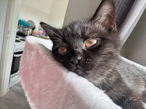 katze abzugeben 