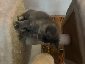 Maine coon  Kitten