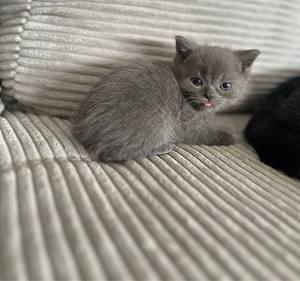 Britisch Kurzhaar Kitten 