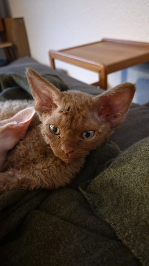 Devon Rex Kitten Cinnamon Kater 12 Wochen alt