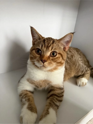 katze dringend zu verkaufen