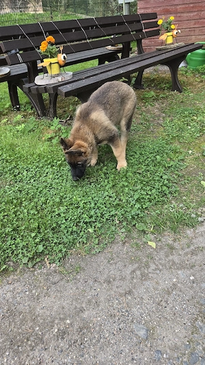 deutscher schäferhund welpe Hündin 