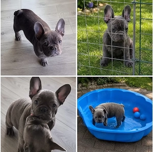 Süße Französische Bulldoggen Welpen ? 8 Wochen alt, geimpft & gechippt