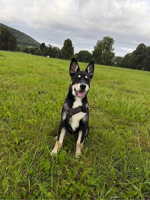 Husky Bernersennenhund Welpe