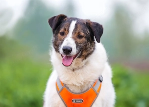 Ruhige Emma sucht zuhause