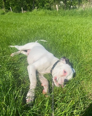 Bob sucht ein zu Hause 