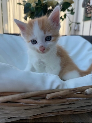 Babykatze  BKH Persermix