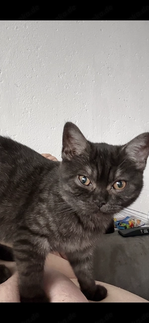 Hübscher BKH Kater 4 Monate 