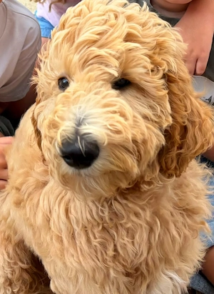 Goldendoodle Welpen F1b Standard 