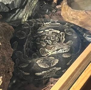 Südliche Madagaskar Boa 