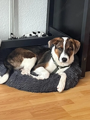 ruffy sucht sein platz