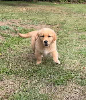 Zuckersüße Golden Retriever Welpen suchen Zuhause
