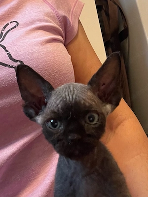 Kitten Katze Devon Rex Sphynx