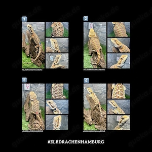 4. Bartagamen citrus orange red blue Tiger (pogona vitticeps) NZ Mai 2026
