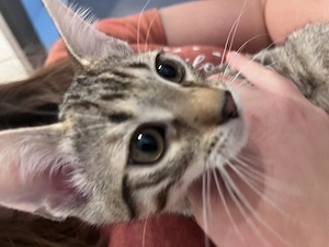 Reinrassige Bengalkitten zu verkaufen 