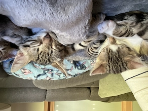 Reinrassige Bengalkitten zu verkaufen 