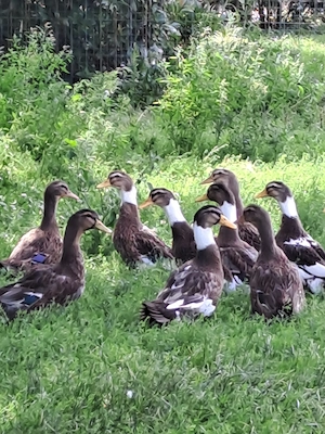 Rouen Clair Enten, Junge Enten 