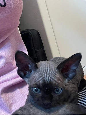 Kitten Katze Devon Rex Sphynx Bild 5