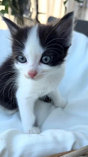 Babykatze  BKH Perser mix 