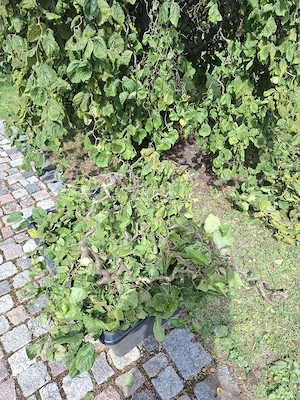 Zweige von Korkenzieherhasel