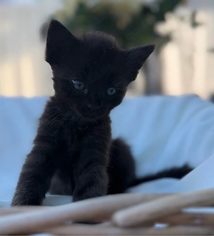 babykatze BKH Persermix 