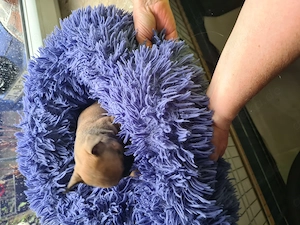 Französische Bulldoggen Bild 4