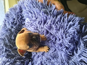 Französische Bulldoggen