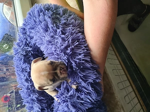Französische Bulldoggen Bild 6