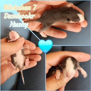 Noch ein paar zuckersüße Ratten Babys dürfen reserviert werden 
